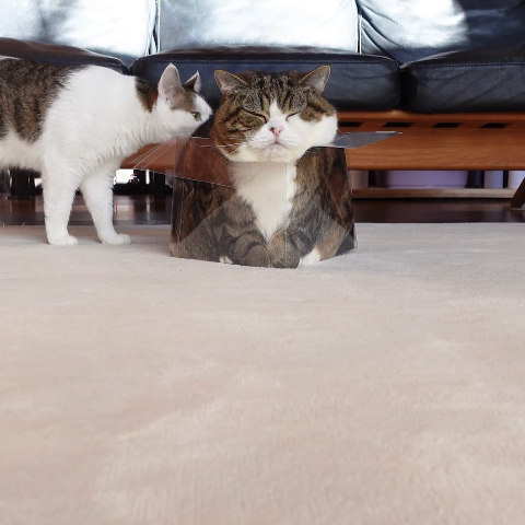 Maru, a round tabby-and-white cat, sitting inside a clear plastic box on a cream carpet while a white-and-tabby housemate walks past to inspect him.