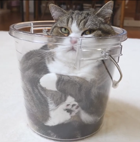 Maru poured into a clear plastic bucket with only his head above the rim, one paw pressed flat against the side.
