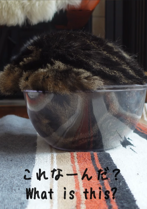 Maru with his whole head lowered into a clear glass bowl, his body hunched over it on a striped rug.