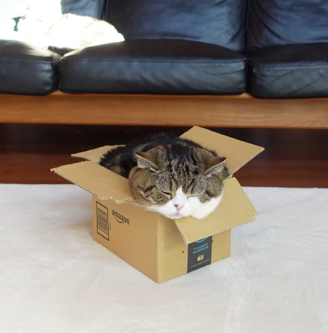 Maru resting his chin on the edge of a shipping box, eyes closed, body packed neatly inside.