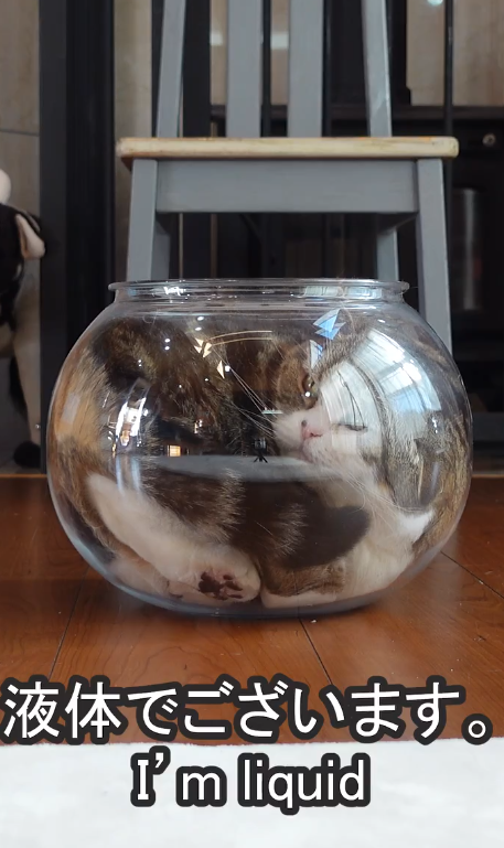 Maru curled completely inside a round glass fishbowl on a wooden floor, his face resting against the curved glass.