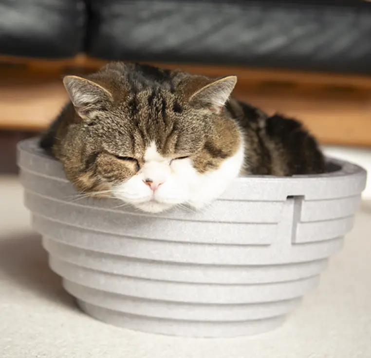 Maru asleep in a shallow grey basket, his chin draped over the rim and the rest of him overflowing inside.