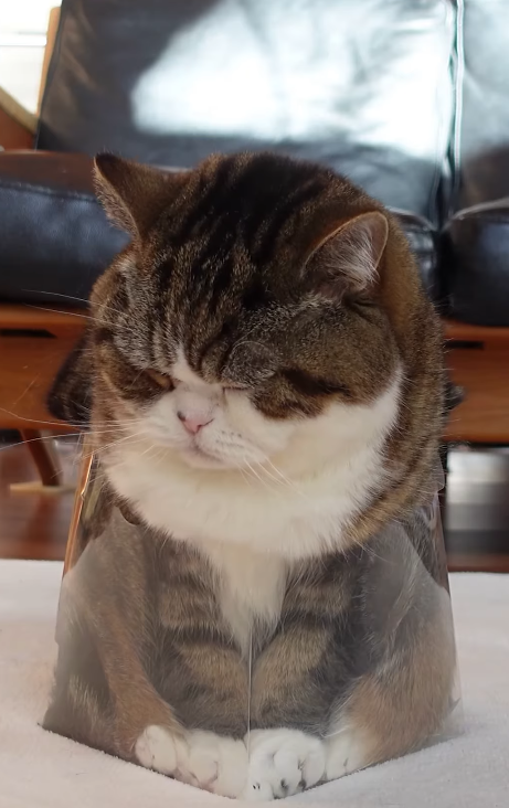 Maru sitting inside a transparent cylinder that presses his fur flat against the walls, eyes half closed.